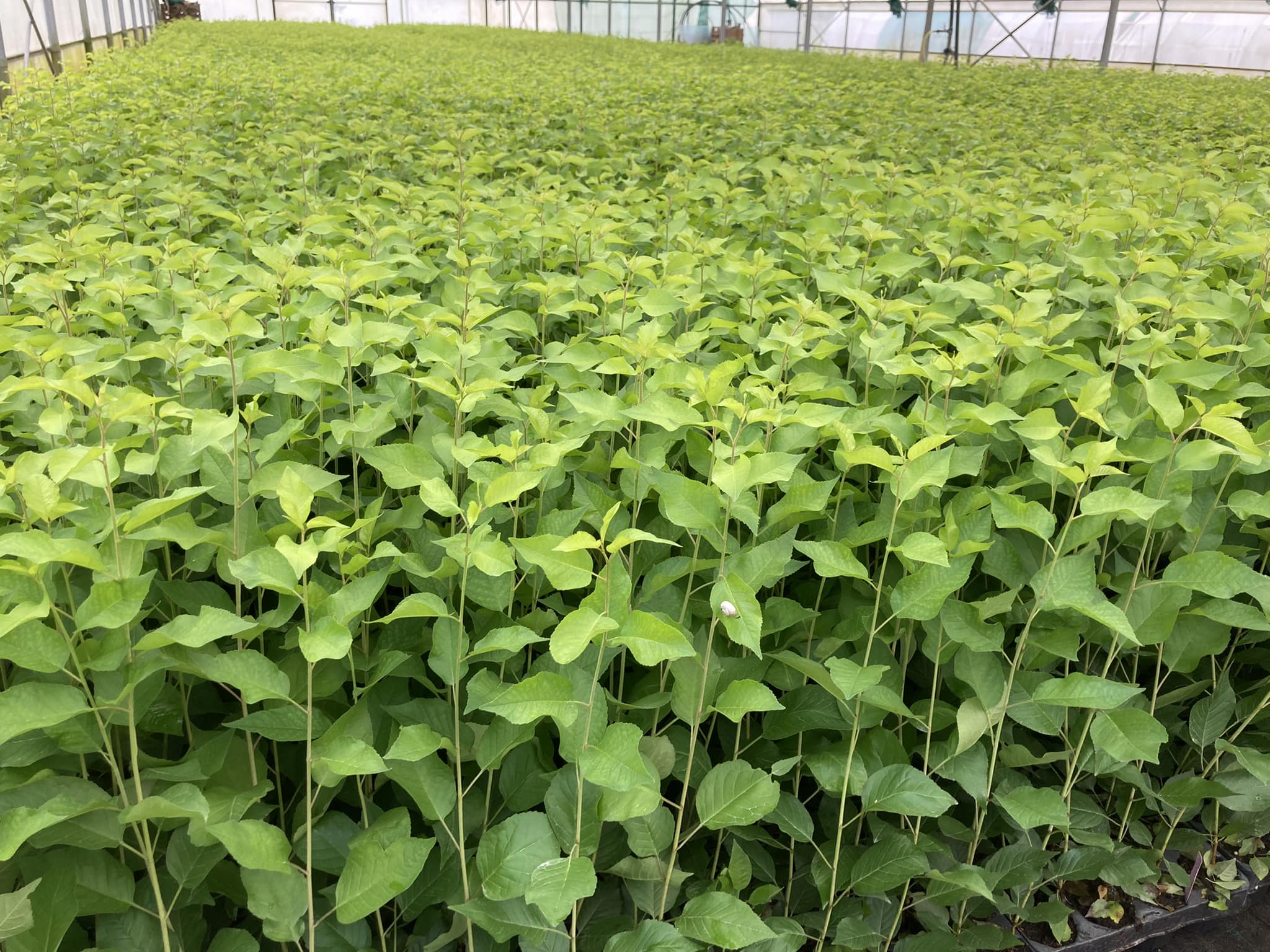 STAR PMP – Optimisation de la croissance des plants